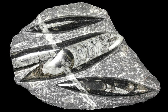 Polished Fossil Orthoceras (Cephalopod) Plate - Morocco #127727